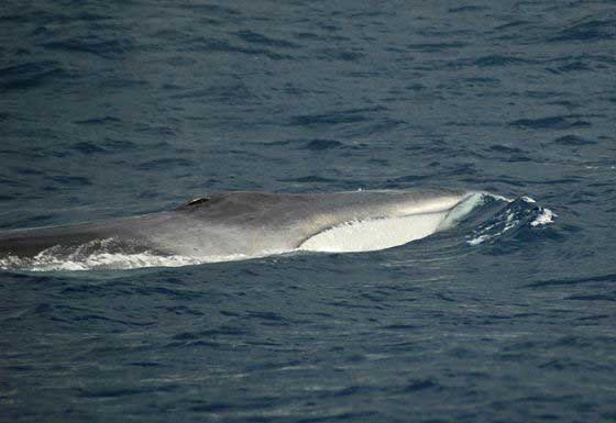 Fin whale